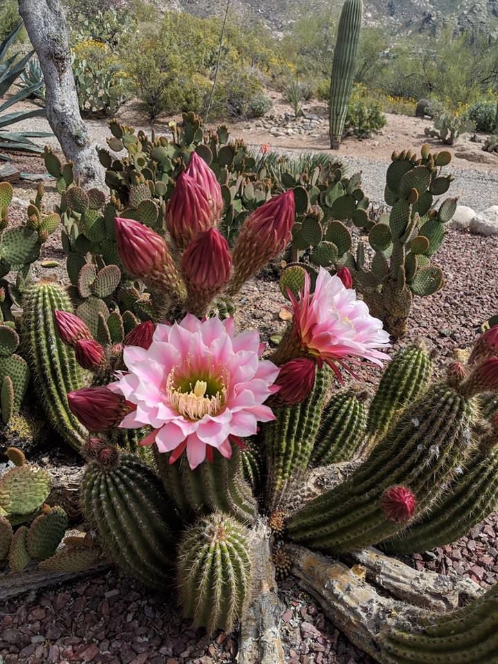 Cactus blooms
